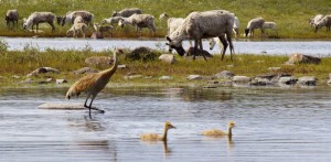 3rd place - Birds and the Herd Charlie Tautuaqjuk Baker Lake