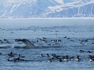 1st place - Narwhal at the floe edge Jeeteeta Merkosak Canada