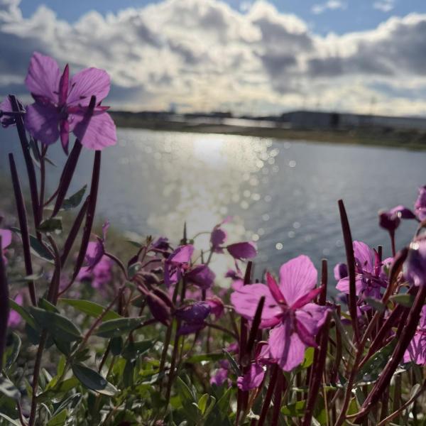 Pink dwarf fireweed blooming along a shoreline, with sunlight sparkling on the water and buildings on the far shore under a cloudy sky.