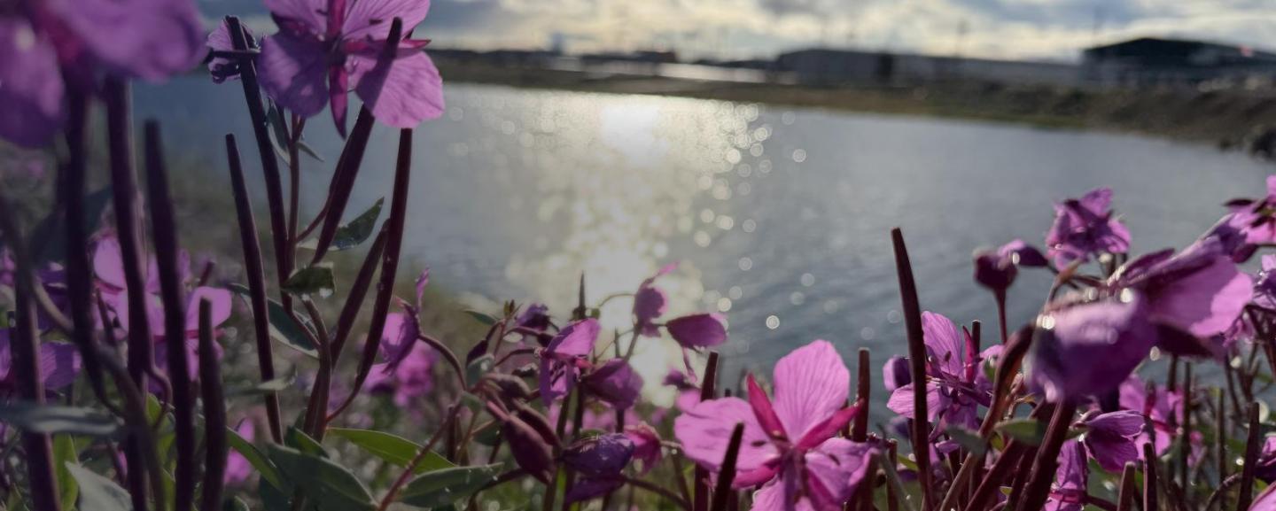 Pink dwarf fireweed blooming along a shoreline, with sunlight sparkling on the water and buildings on the far shore under a cloudy sky.