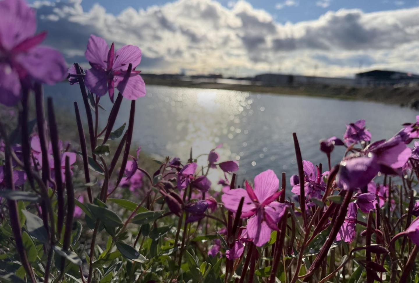 Pink dwarf fireweed blooming along a shoreline, with sunlight sparkling on the water and buildings on the far shore under a cloudy sky.