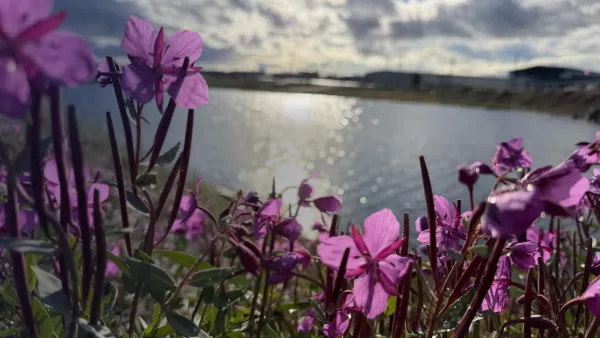 Pink dwarf fireweed blooming along a shoreline, with sunlight sparkling on the water and buildings on the far shore under a cloudy sky.